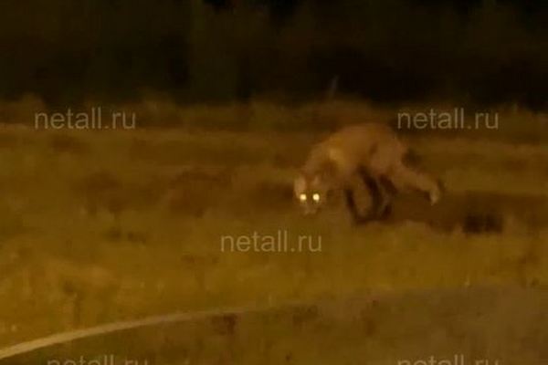 Секс в зеленограде - видео. Смотреть секс в зеленограде - порно видео на поддоноптом.рф