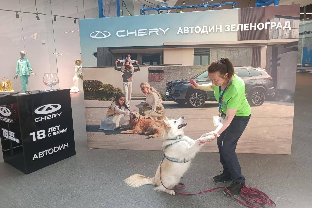 Зеленоград, новости: «Chery Автодин» поддерживает выставку-пристройство домашних  животных