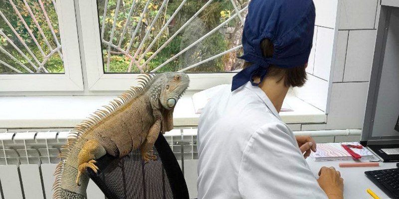 Игуана из Зеленограда на приеме у ветеринара Игуана из Зеленограда на приеме у ветеринара