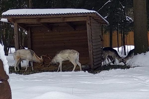 Видео - Охота - Зайцы устроили бой во дворе жилого дома