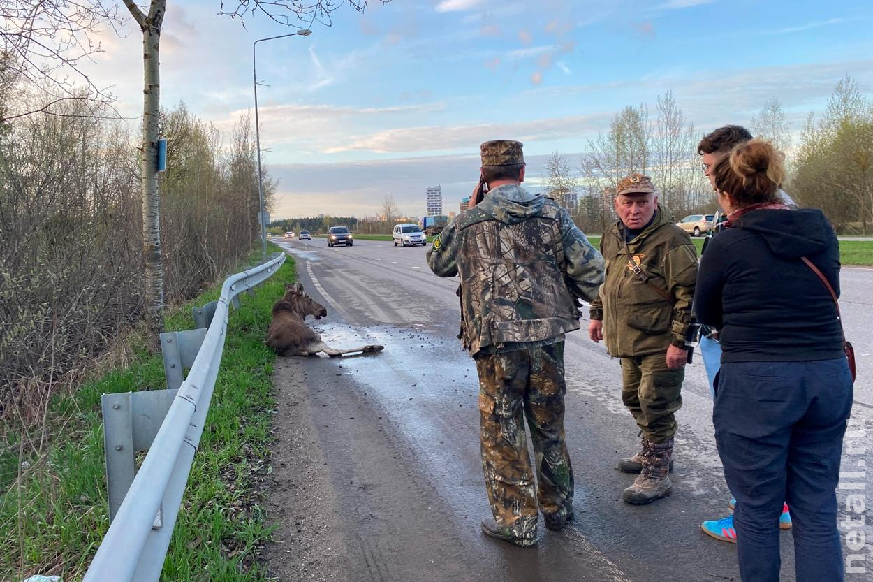 Зеленоград, новости: На Кутузовском шоссе автомобиль сбил лося